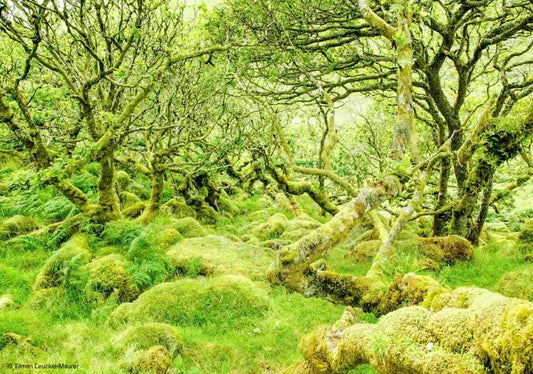 Nachhaltiger Wald
