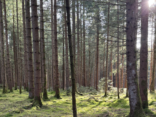 Holzarten im Vergleich: Welches Holz passt zu welchem Produkt?